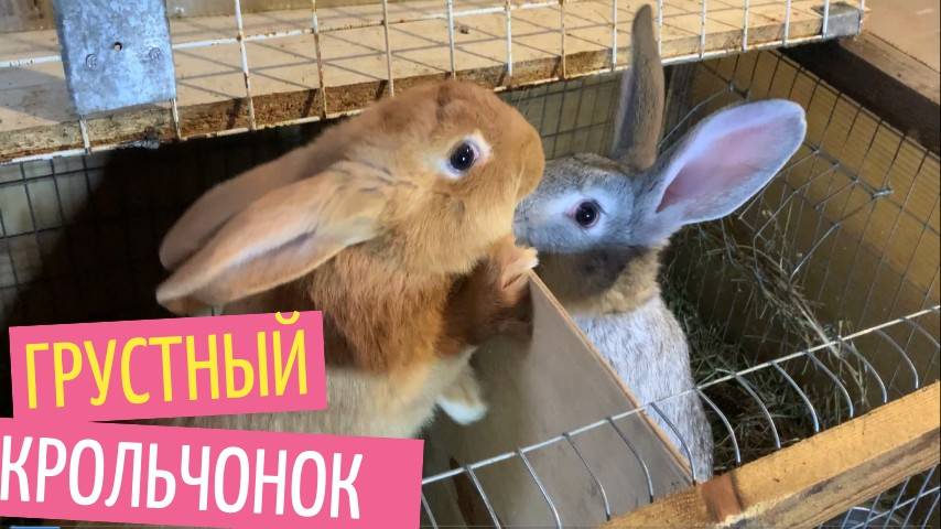 Крольчонок загрустил, мы приняли меры