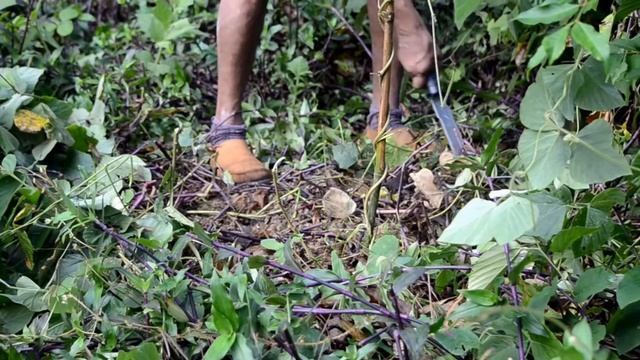 Plant Thieves in Trinidad & Tobago смотреть онлайн