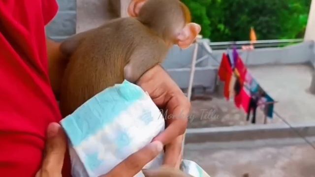 How to wearing a Diaper Monkey Tillu @TilluFamily смотреть онлайн