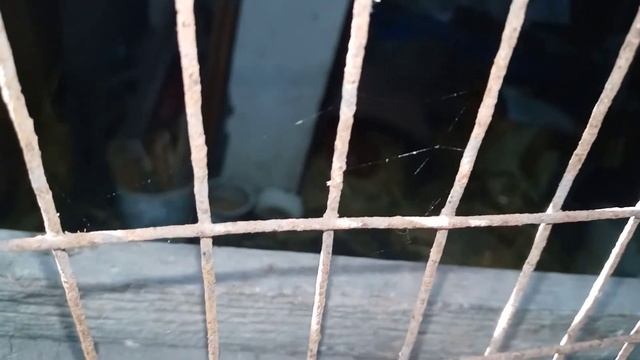 бройлеры и индоутки смотреть онлайн