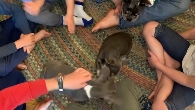 Merle and Lilac French Bulldog pups смотреть онлайн