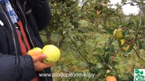 Яблоня сорт Зимнее лимонное