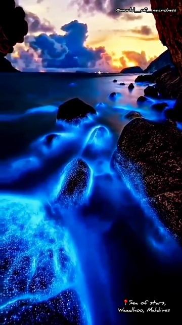 Bioluminescence by Marine algae смотреть онлайн