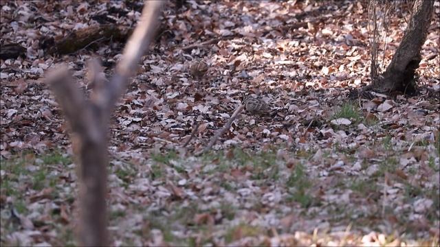 Вальдшнепы (лат. Scolopax rusticola)/ Eurasian Woodcock смотреть онлайн
