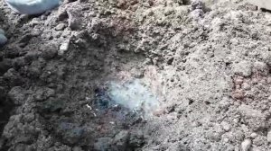 Посадка томатов в теплице