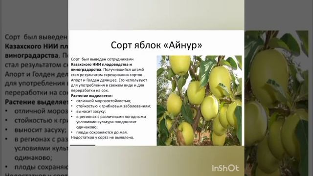 проект смотреть онлайн