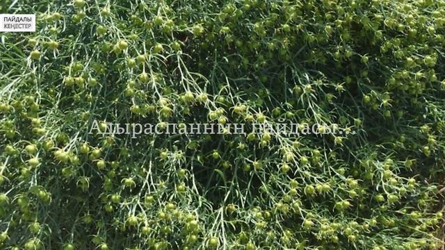 Адыраспанның сіз білмейтің емдік пайдасы...Адыраспан шөбінің пайдасы. смотреть онлайн