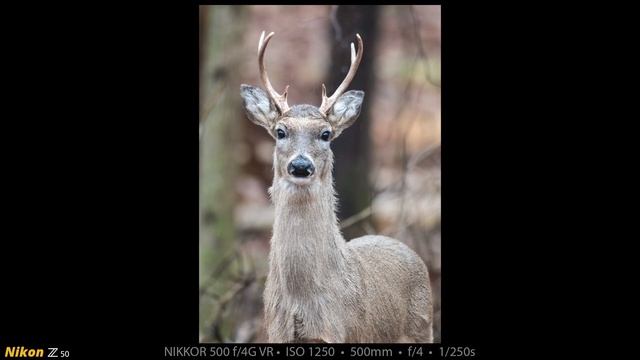 Nikon Z50 • Wildlife Photography with the 500 f/4G VR смотреть онлайн