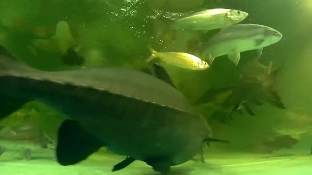 Two Indo-Pacific tarpon, ~14", 4500 gal, tank 21, May 2017, excerpts from the 40 min vid смотреть онлайн