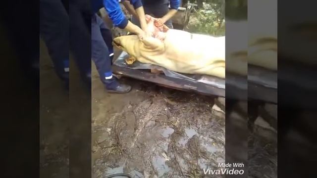 слабо нервным не смотреть !!!!!!! смотреть онлайн