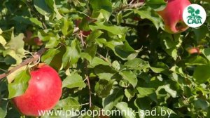 Яблоня сорт Лигол. Необыкновенный вкус, высокие товарные качества плодов.