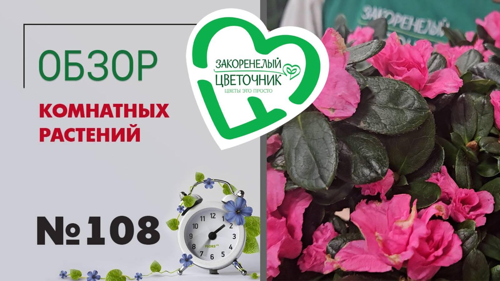 Обзор растений: редкие сансевиерии, шикарные кротоны, антуриумы, пальмы, азалии и суккуленты #108