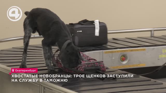 Хвостатые новобранцы: трое щенков заступили на службу в таможню смотреть онлайн