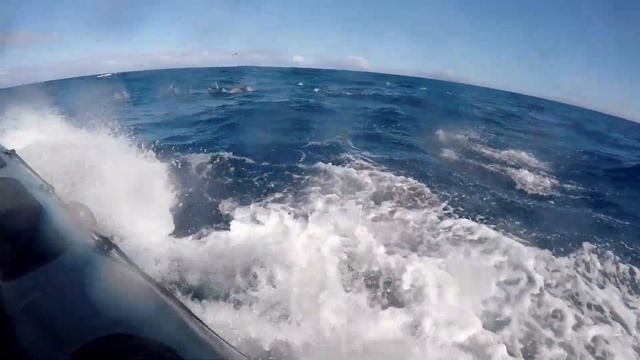 Follow the dolphins - Pico Island Azores Portugal Dedicated to COVID19 healthcare front-liners. смотреть онлайн