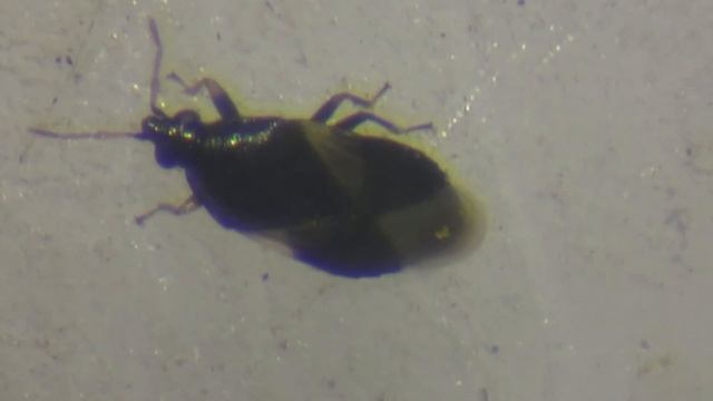 Orius tristicolor d'une trèfle смотреть онлайн
