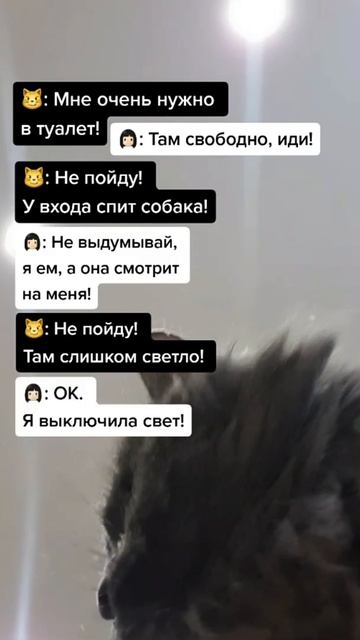 О чём мы переписываемся с котом?