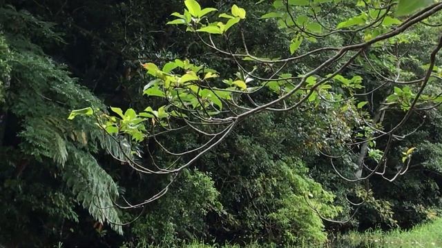 Pseudothemis zonata смотреть онлайн