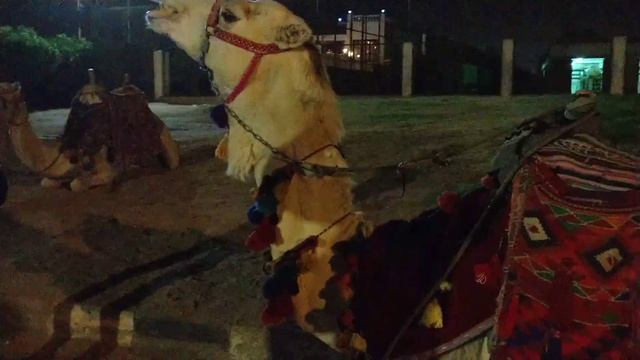 ПРОСТО РЖАКА!!! ВЕРБЛЮД ПЬЕТ ФАНТУ. смотреть онлайн