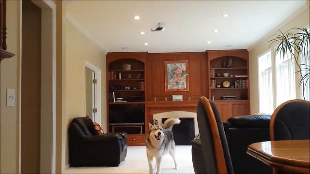Harassing Wolfdog with a Syma Cobra S108G смотреть онлайн