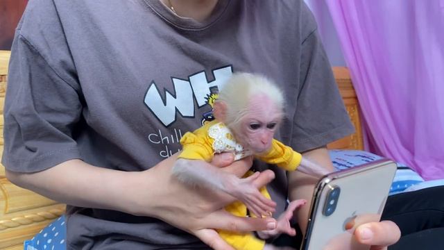 Unbelievable ! Monkey Luk smart had action asks mom to call dad смотреть онлайн