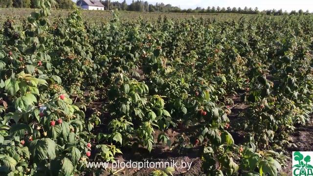 Малина ремонтантная сорт Полка (Polka) смотреть онлайн