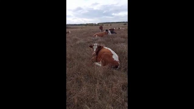 🐄26# пригородили в электро постухе. Как выросли телята . смотреть онлайн