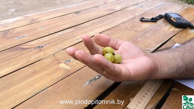 Крыжовник сорт Яровой смотреть онлайн