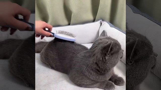 Double Sided Cat Hair Remover Massage Brush Dog Pet Grooming Brush смотреть онлайн