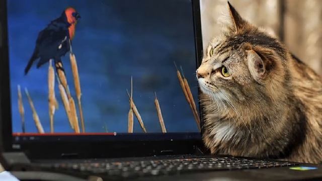 Как ускорить работу на компе под лошадиное ржание. смотреть онлайн