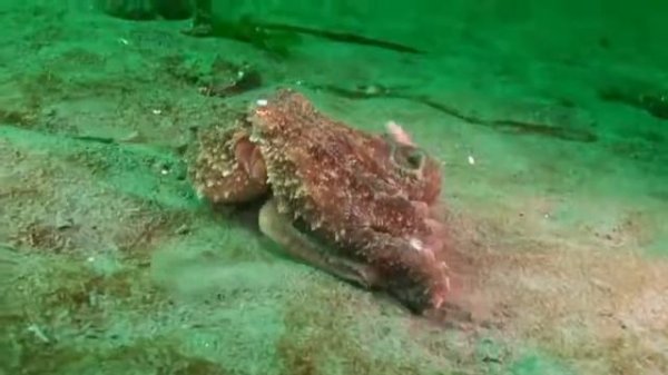 Реактивное движение осьминога