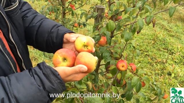 Яблоня сорт Память Сикоры смотреть онлайн