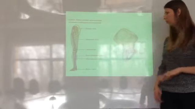 Анатомия лекция 3 . Часть 1 смотреть онлайн