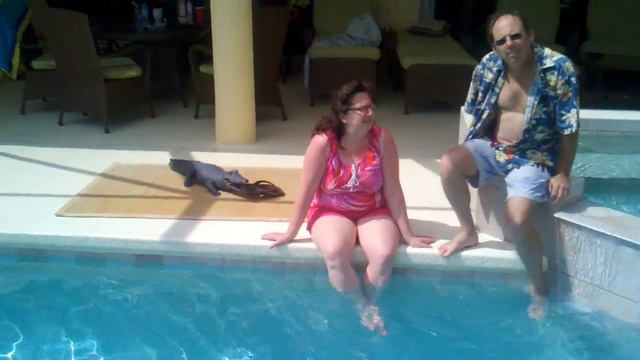 alligator on Marco Island смотреть онлайн