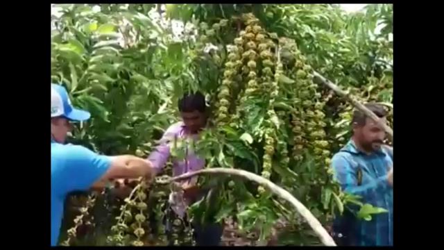 Misteri ?? Brazil Hasilkan Kopi 10-15 ton Per Hektar ?? yang jarang di ketahui petani dan dunia смотреть онлайн