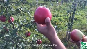 Яблоня сорт Лигол