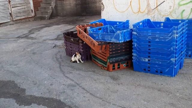 #кошки #коты 02.07.24. СТОЛ 2-3 смотреть онлайн