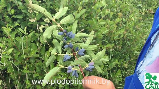 Жимолость съедобная сорт Чулымская смотреть онлайн