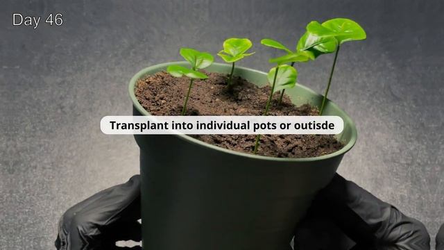 How To Grow Lemon From Store Bought Lemon | Meluth смотреть онлайн