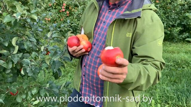 Яблоня РЕДФРИ. Топовый летний сорт в сравнении с гигантским ЛЕТНИМ СЛАДКИМ). смотреть онлайн