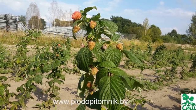 Малина ремонтантная сорт Дочь геракла. смотреть онлайн