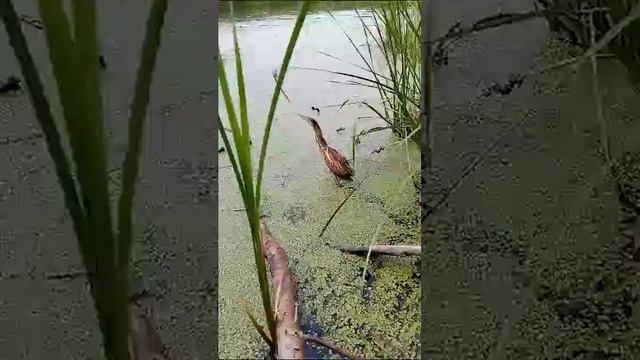 Спасение выпи!!! смотреть онлайн