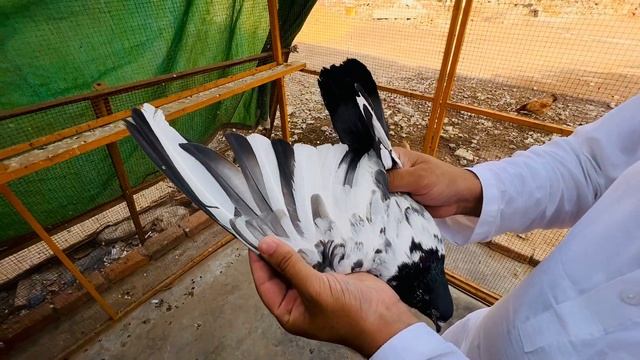Mashallaha Jan Khadne Vale Breeder Game 13 jore sirf 12500 ke ..03185454700 смотреть онлайн