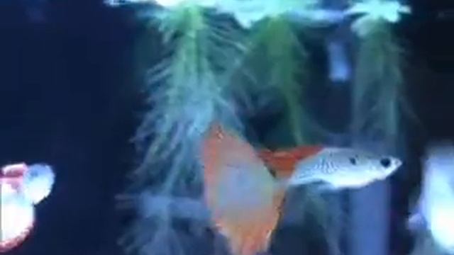 Guppies смотреть онлайн