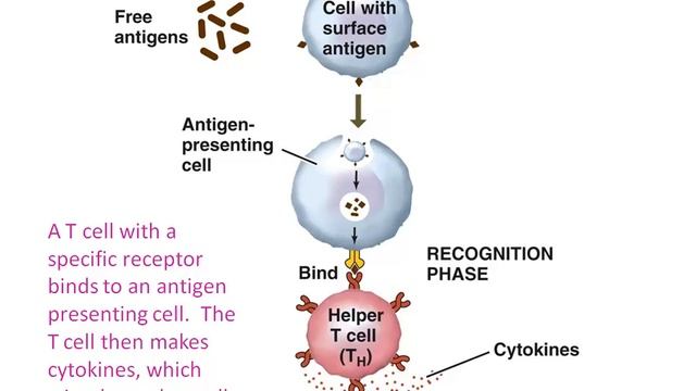 Immune System Part 2 AP Biology смотреть онлайн
