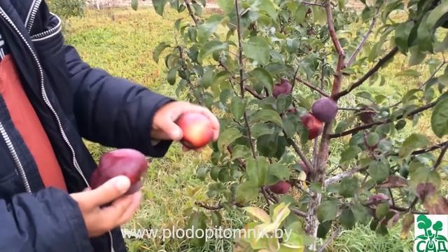 Яблоня сорт Имант смотреть онлайн