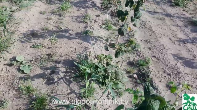 Малина ремонтантная сорт Оранжевое чудо смотреть онлайн