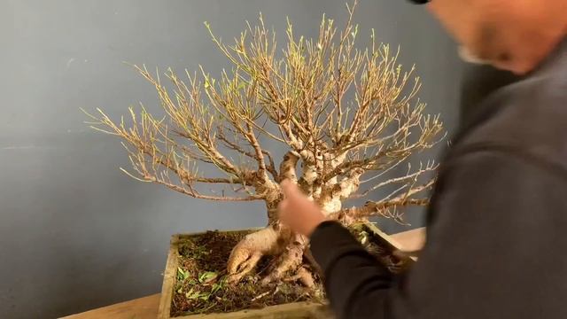 Fusão de Ficus. Entenda melhor a técnica! смотреть онлайн