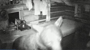 ЧТО ТВОРИТСЯ В ТАЁЖНОЙ ИЗБЕ ПО НОЧАМ?! КОГДА ТАМ НИКОГО НЕТ. УВИДЕННОЕ ПОРАЗИЛО!