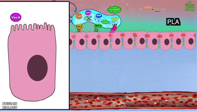 Helicobacter Pylori Pathogenesis | Detailed смотреть онлайн
