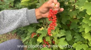 Смородина красная сорт Красная Андрейченко.